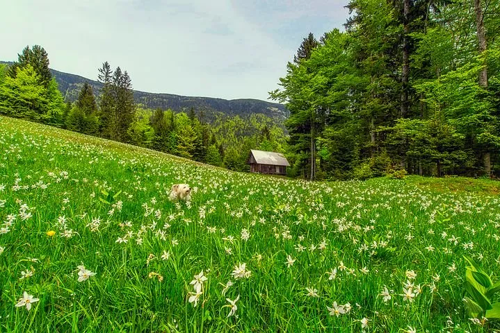 Come walk with me through Summer meadows