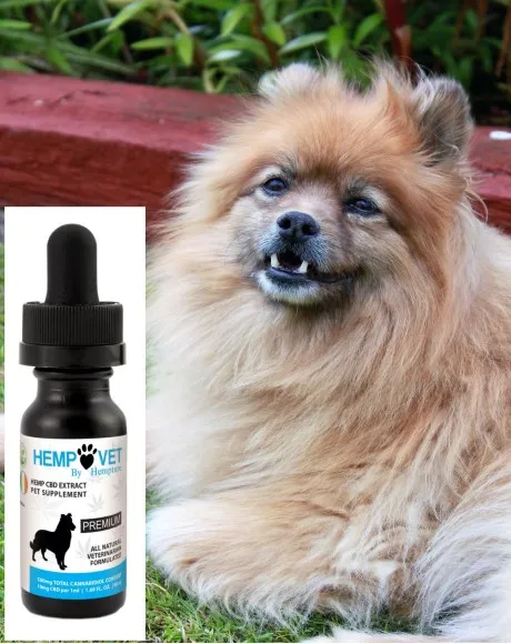 CBD for Pets